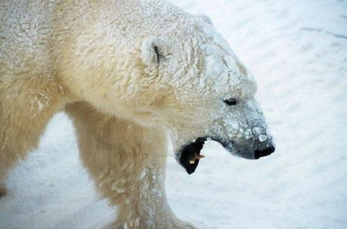 Çukotkada ağ ayını əfsanəvi tanka çevirdilər - VİDEO