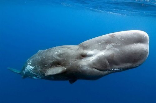 Ölən kaşalotun qarnından 100 kiloqram tullantı çıxdı – FOTO