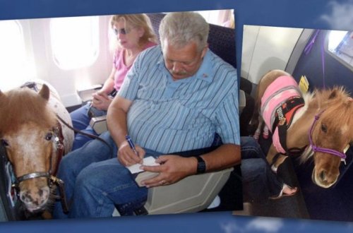 Пользователей соцсети возмутил пони в салоне самолета