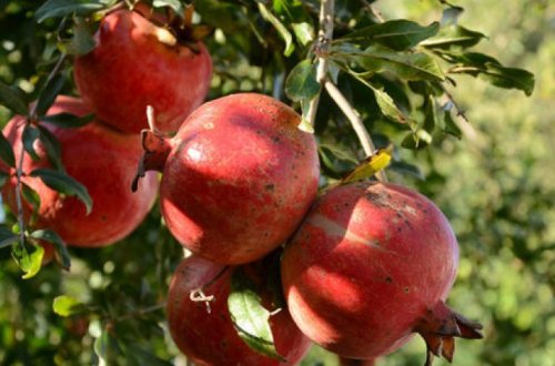 В Азербайджане увеличат сорта граната