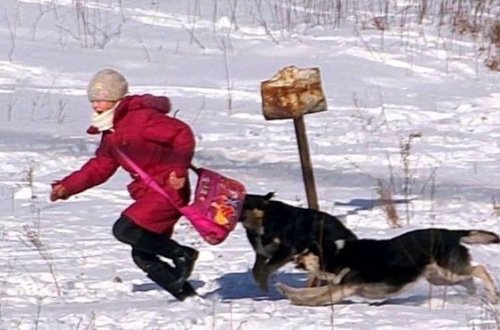 Стая собак пыталась разорвать российскую школьницу - ВИДЕО