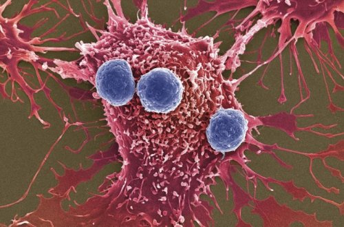 Обнаружены вещества, способные «пробуждать» лимфоциты для борьбы с раком