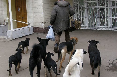 В Дашкесане избили мужчину, спрятавшегося в чужом доме от диких собак