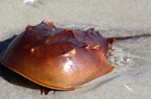 У существ возрастом 400 миллионов лет нашли современные глаза