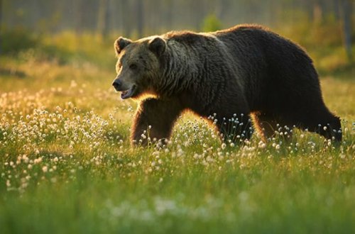 Azərbaycanda ayılar kəndə hücum etdi — VİDEO