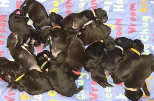 Родившая 21 щенка собака может стать мировым рекордсменом