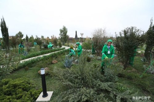 Azərbaycan neftçiləri bir gündə 100 min ağac əkməyə başlayıb