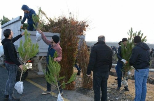 В прифронтовой зоне проведена акция по посадке деревьев - ФОТО
