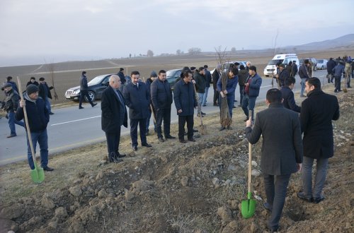 Ağstafa Regional Mədəniyyət İdarəsinin əməkdaşları genişmiqyaslı ağacəkmə kampaniyasına qoşulublar