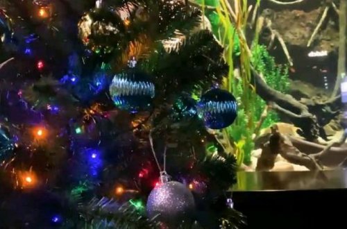 Рождественскую елку подключили к электрическому угрю - ВИДЕО