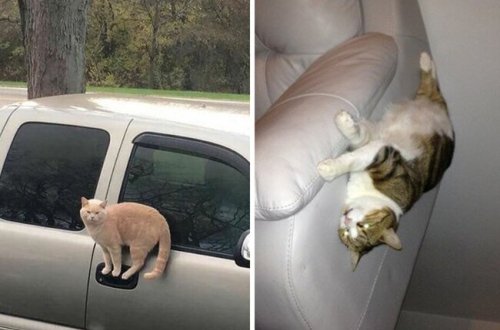 Bu pişiklər fizika qanunlarına tabe olmaq istəmir - MARAQLI FOTOLAR