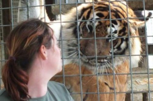 Тигры решили поиграть и изувечили вырастившую их смотрительницу