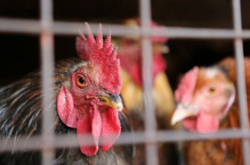 Uşağın gözü önündə toyuğu vəhşicəsinə öldürdu - 5 il HƏBS CƏZASI ALDI