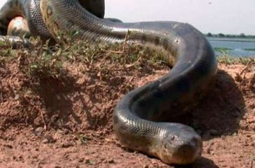 Nəhəng ilan porsuğu diri-diri udarkən görün nə oldu