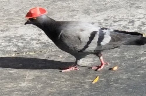 Голуби в Лас-Вегасе облачились в ковбойские шляпы - ВИДЕО