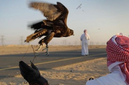 Azərbaycanda ov edən qətərli şahzadələr Pakistanda tutuldu