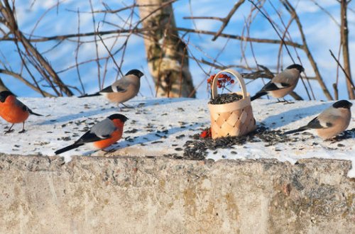 Москвичей предупредили о пьяных птицах