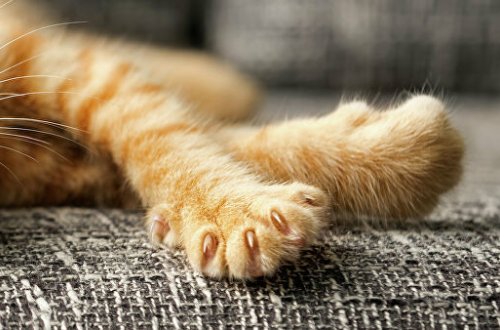 İkibaşlı pişik doğuldu - VİDEO