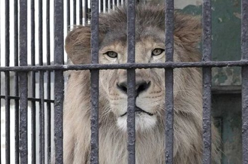 Dəhşətli kadrlar: şir zoopark işçisinin qolunu parçaladı – VİDEO