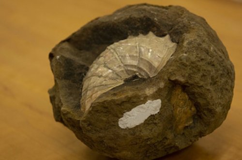 Раскрыта истинная причина исчезновения динозавров