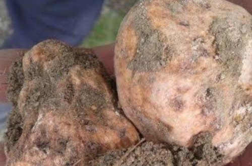 Ərəblər kiloqramını 2000 AVROYA satır - Azərbaycanda bitən QIZIL QİYMƏTİNƏ bitki / Video