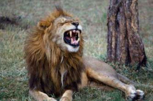 Zooparkda qorxulu anlar - Şir ona yemək verən adamı parçalamaq istədi - VİDEO