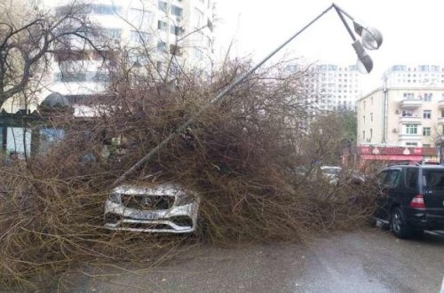 SON DƏQİQƏ: Bakıda ağac lüks avtomobillərin üstünə aşdı - 