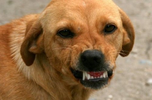 В Загатале 9-летнего ребенка покусала собака