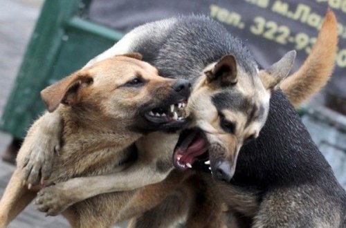 Прохожие с трудом отбили у собак тело новорожденного