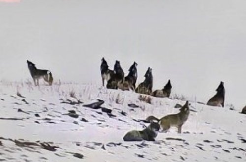 Azərbaycan qazının başı üstündə qurdlar ulaşır