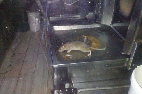 Bakıda məşhur restoranda iyrənc mənzərə: Siçanlar məskən salıb - FOTO