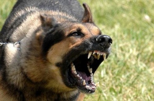 В Зардабе собаки напали на двух братьев