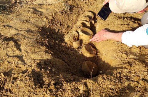 Британец выгуливал собаку на берегу и нашел скелет динозавра