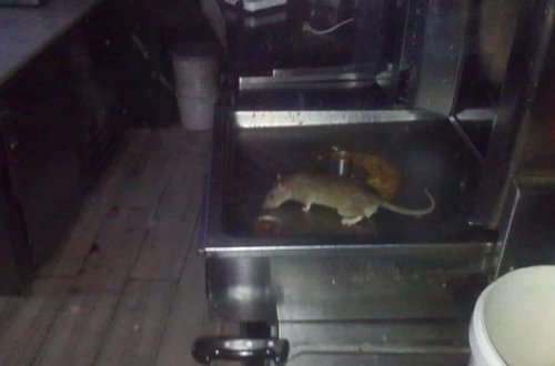 Агентство продбезопасности начало проверку по факту наличия мышей в бакинском ресторане