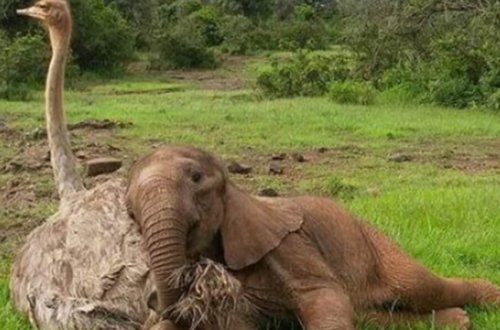 Dəvəquşu fil balasına ANALIQ ETDİ - FOTOLAR