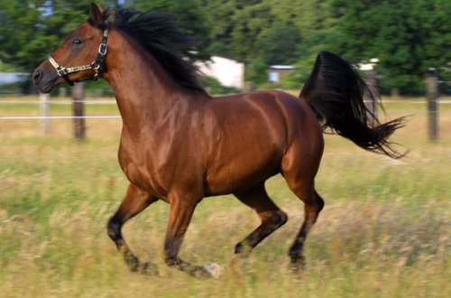 В Баку 61-летнего мужчину сбила лошадь