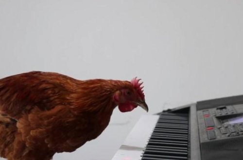 Студент научил курицу играть на пианино – ВИДЕО
