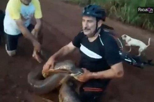 İti üçün 20 dəqiqə anakonda ilə döyüşdü - VİDEO