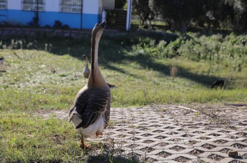 Uşağı dişləyən qazı “sürgün etdilər”