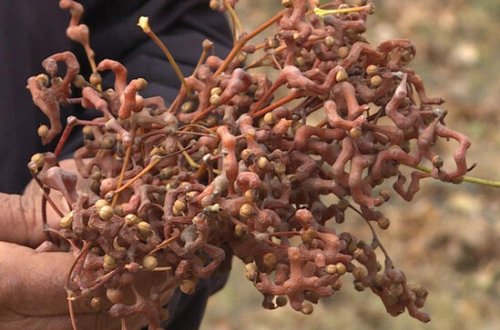 Göyçayda konfet ağacı yetişdirilir - dünyada ən şirin meyvə kimi tanınır - REPORTAJ - VİDEO - FOTO