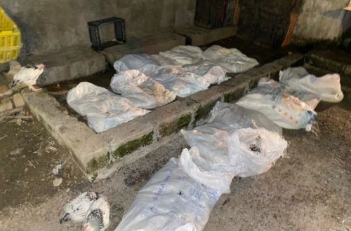 Bakıda daha bir sexdə iyrənc mənzərə: Müəssisə bağlandı - FOTO