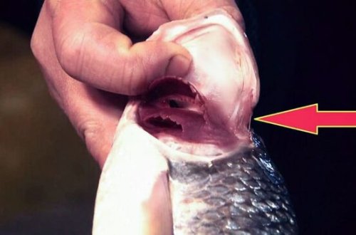 Təzə balığı seçməyin ƏN ASAN yolu - İlk dəfə... / VİDEO