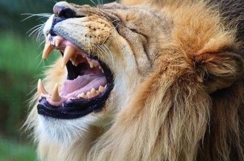 Meşəni ayaqyoluna çevirən hindistanlı şirin qəzəbinə tuş gəldi