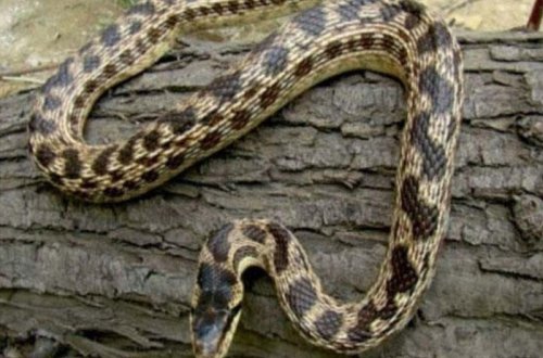 Yeni ilan növü aşkarlandı - Azərbaycanda da rast gəlinir