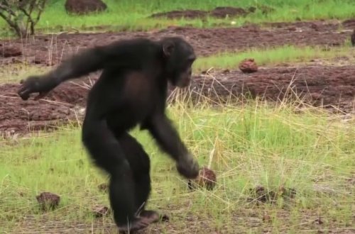 Шимпанзе могли научить людей танцевать