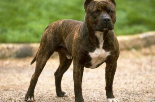 Dörd yaşlı uşağı vəhşi pitbulldan qurtaran oğlan özü qurbana çevrilə bilərdi – VİDEO