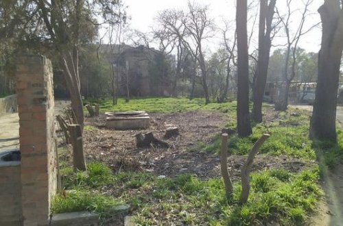 “Luna Park”da ağaclar kütləvi şəkildə məhv edildi - FOTOLAR