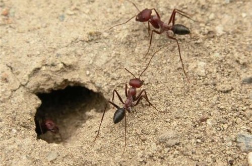 Qarışqa yuvasından bu daşı tapıb varlana bilərsiniz - 300 min manat qiyməti var!