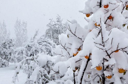 Sabahın havası: Qar yağacaq, külək əsəcək