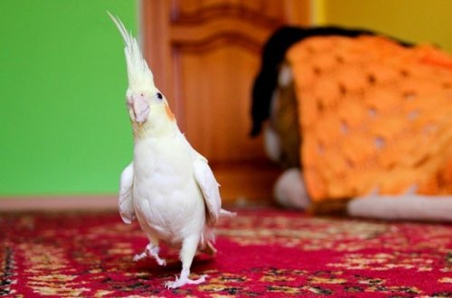 Tutuquşu ALƏMİ QATDI - Polislər hadisə yerinə 